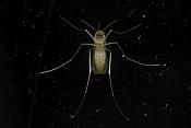 steekmug (culex pipiens)